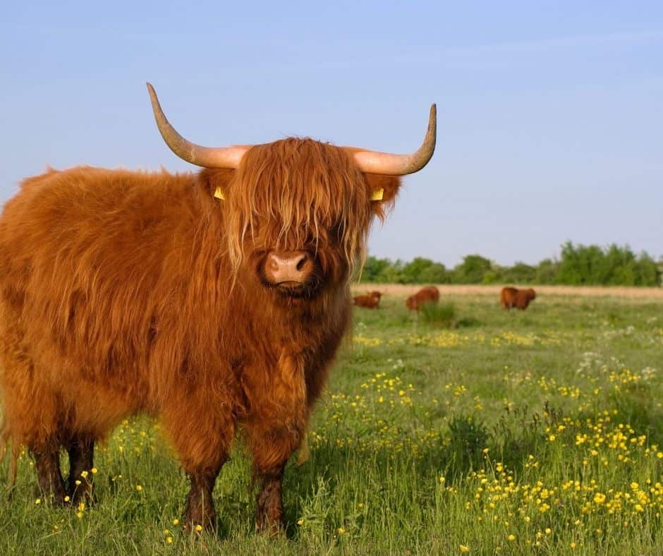Highland Cow In A Field
