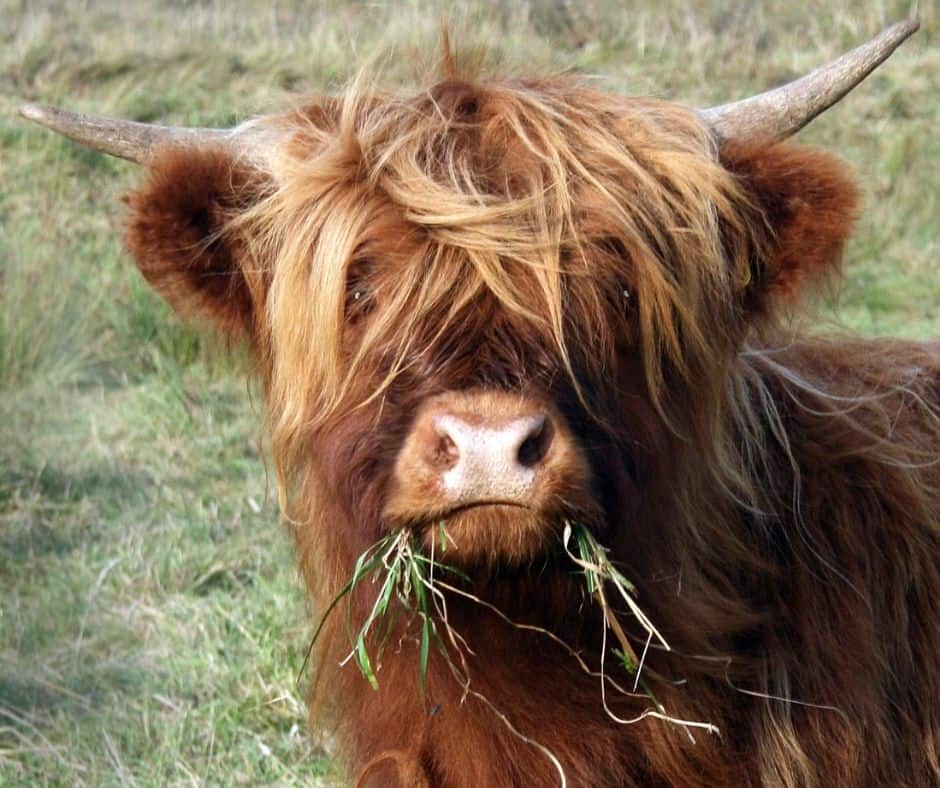 Highland Cow Eating