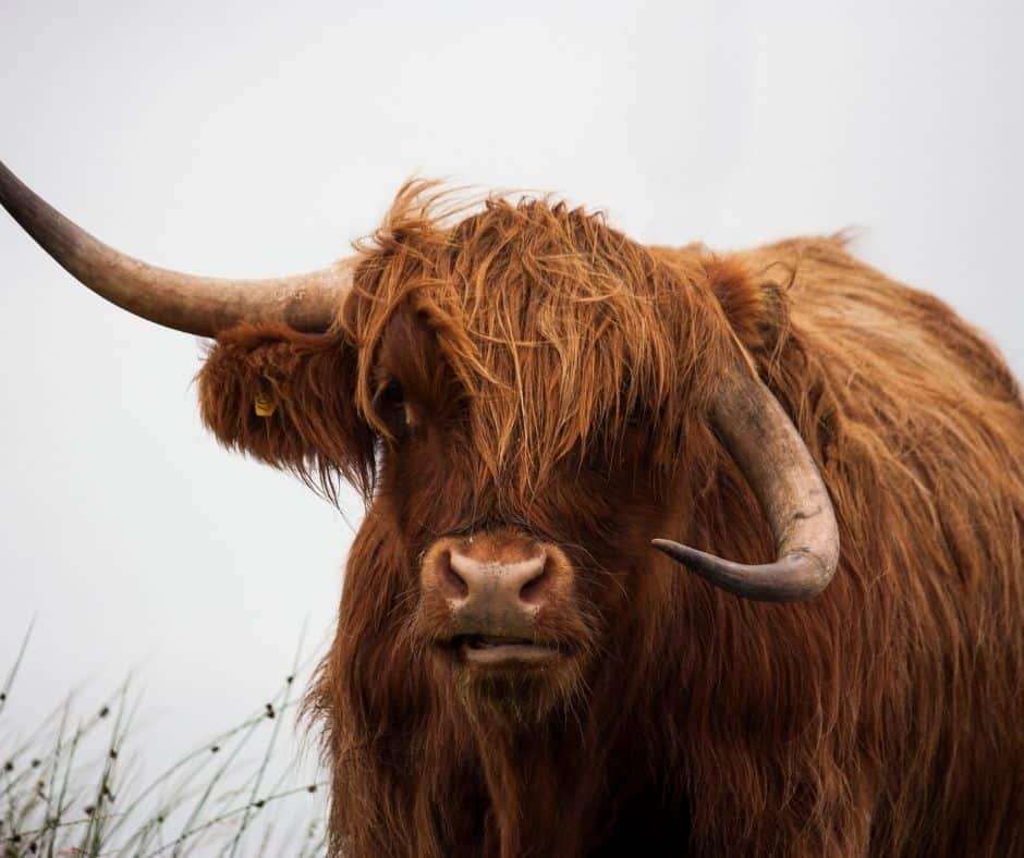 Highland Cow With Wonky Horns